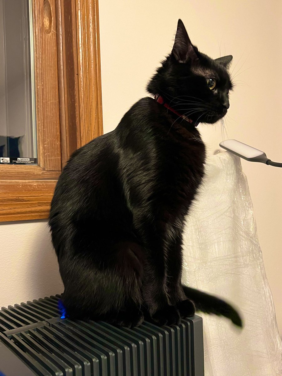 Mickey_Meow_'s tweet photo. I'm on a humidifier to rehydrate my fur.
#cats https://t.co/pxBtL2RjdR