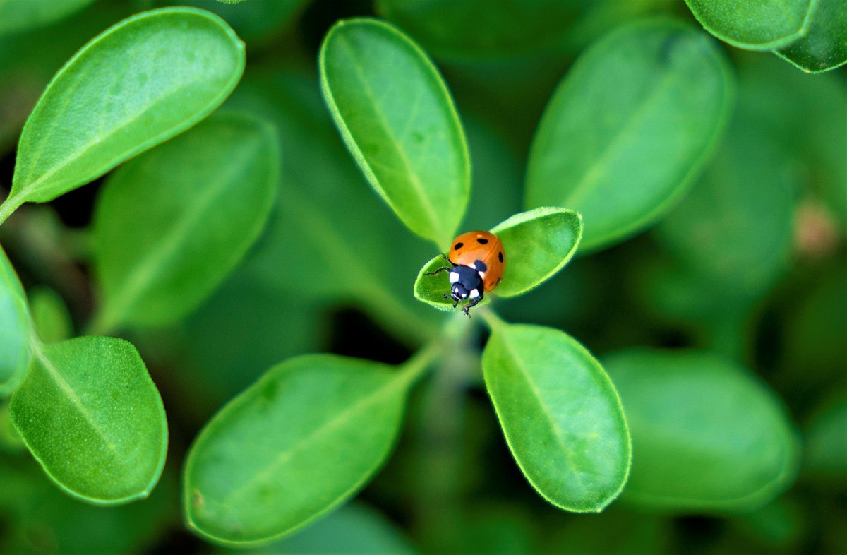 txextension's tweet photo. While a decrease in insects as the weather cools is a plus to many, keep in mind that beneficial insects in gardens and yards could use your help. Here are 5 things you can do to help insects stay safe and survive the winter! @tamuentomology

Learn more at https://t.co/GWGhsq5SsM https://t.co/W1oG8711aY
