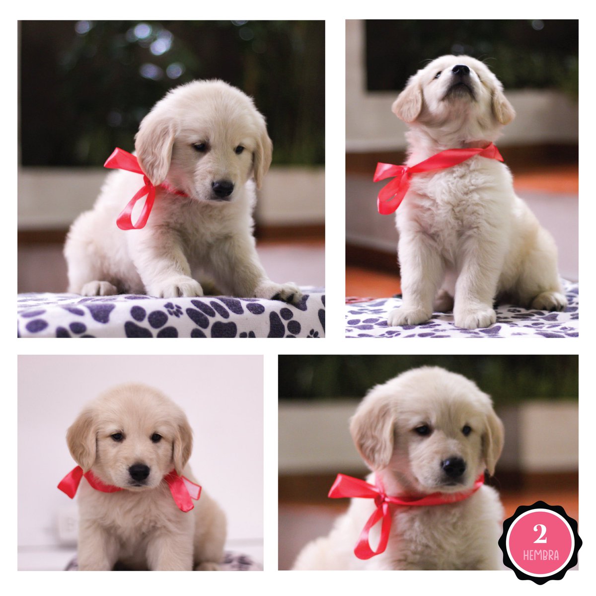 mabelzuniga7's tweet photo. 📢¡ATENCIÓN!🎄💚❤️
Esta es tu oportunidad de regalar un obsequio inolvidable esta navidad! Golden retrievers disponibles! Esta raza te enamorará con su ternura e inteligencia y no encontrarás un mejor compañero 💛🐾🥹 Para más info. DM
#hn #Navidad2023 #regalo #GoldenRetrievers https://t.co/dxjyYdkwdC