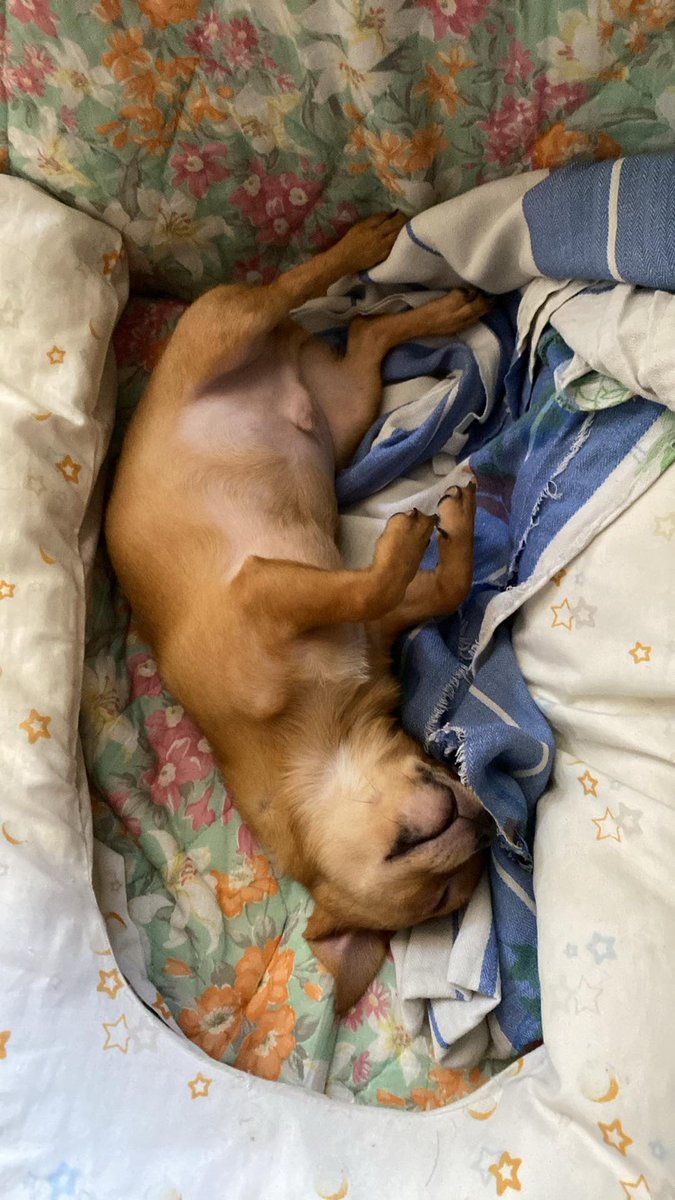 ChuckieVitto's tweet photo. Sarap tulog ng Conan 😂 https://t.co/wS16W1zrJ2