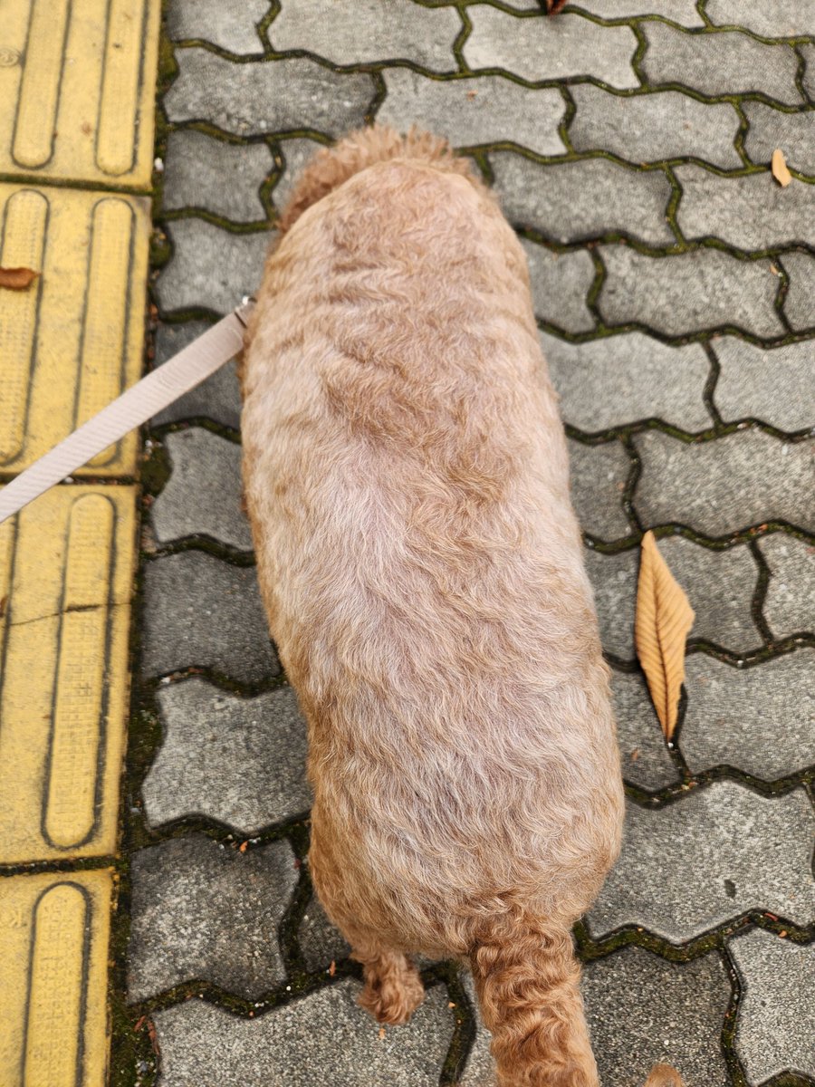 why_cute_'s tweet photo. 헐뭐임????나길에서 핫도그줏음 https://t.co/KkfkyCWYWk