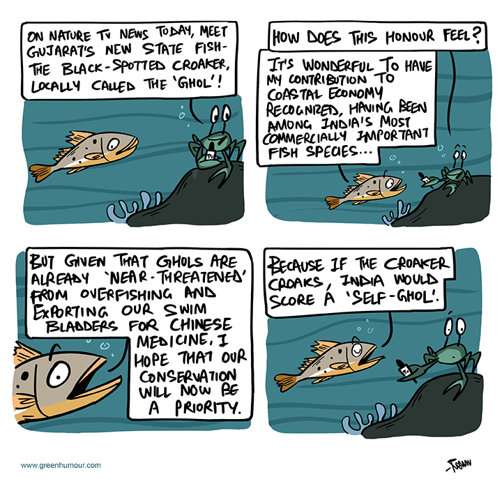 Gujarat's new State Fish, the Black-spotted Croaker or 'Ghol' is 'near-threatened'. Comic from my column with <a href="/TheHinduMag/">TH Culture</a> : thehindu.com/topic/green-hu…

#gujarat #croaker #ghol #fish #greenhumour #overfishing #marineanimals #oceans #coasts #India