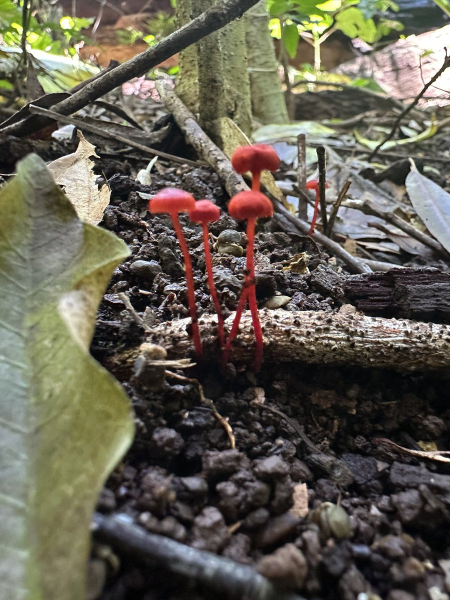 What do we do after a #biosystematics conference…? Go on a 🍄 foray of course! Mycena viscidocrudenta at Ravensbourne PS: these tiny things are really hard to get in focus! 📷