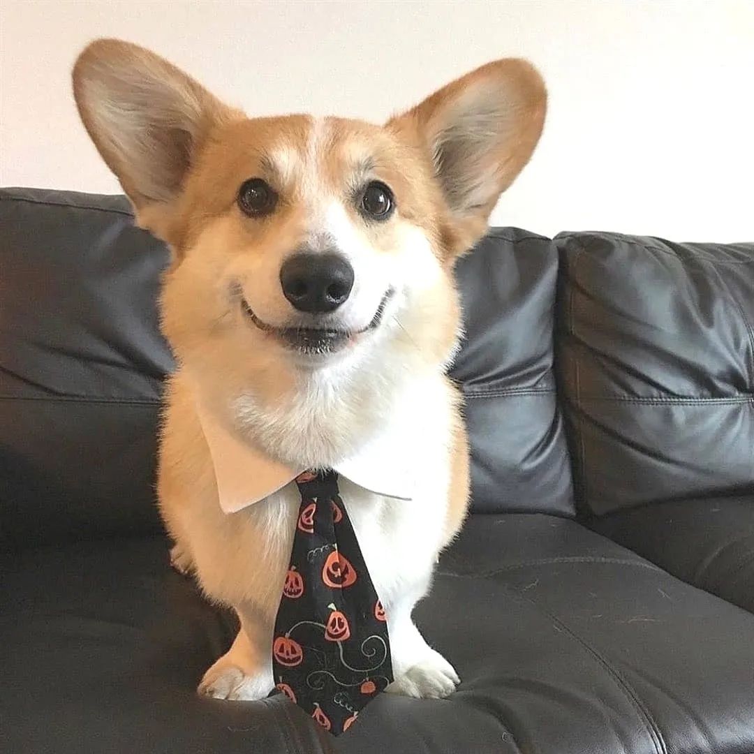 corgi_loverss's tweet photo. Leave a like for that lovely jentleman❤️🥰
 #corgireels #corgination #corgilove #corgirulse #corgipuppi #corgitheday #corgimix #corgifamily #corgidog #corgiarelove #corgisinfood #corgicontainment #corgistation #corgicardigan  #corgis #corgilife #corgicontain https://t.co/vnaIPPBodT