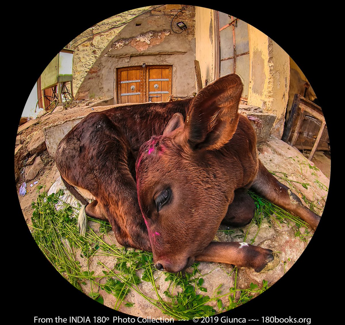 Down on the Farm 2 ~ Animal EDition #Top4Farm #Farm 📸 Tag #Top4Theme hosts: @intheolivegrov1 @obligatraveler @ararewoman @OdetteDunn 📷↖️#Thailand📷#Myanmar #India