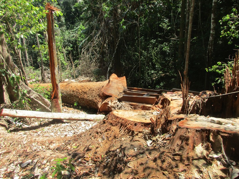 MongabayLatam's tweet photo. El protocolo lo obligó a abandonar su comunidad en 2021, pero otros pobladores kichwa siguieron siendo blanco de amenazas. Es por ello que Quinto Inuma regresó a inicios de 2022 para seguir protegiendo su territorio. https://t.co/Aers95TtSG