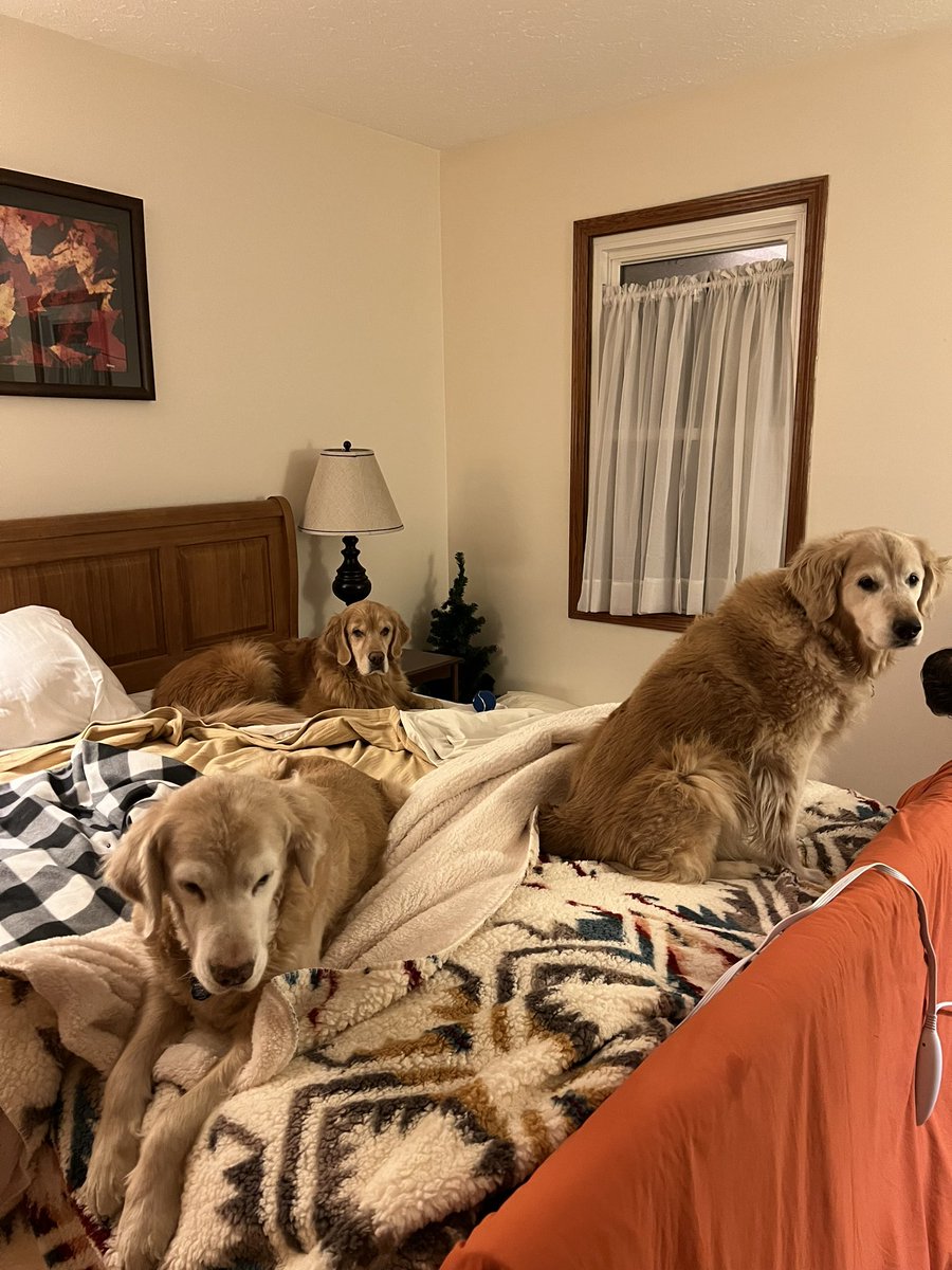 WeeklyWidow's tweet photo. Be kind to Vince tonight… he’s had a hard day comforting me and my parents because the amazing Dyna dog passed away today. https://t.co/IR8Bw9TQ2R
