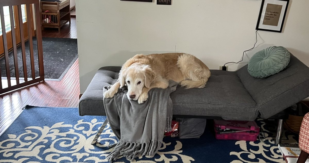 WeeklyWidow's tweet photo. Be kind to Vince tonight… he’s had a hard day comforting me and my parents because the amazing Dyna dog passed away today. https://t.co/IR8Bw9TQ2R