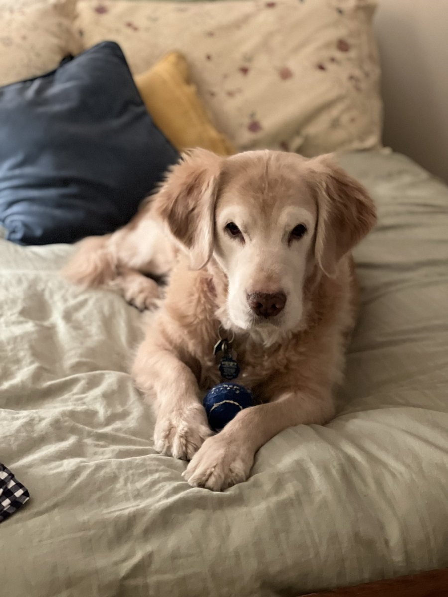 WeeklyWidow's tweet photo. Be kind to Vince tonight… he’s had a hard day comforting me and my parents because the amazing Dyna dog passed away today. https://t.co/IR8Bw9TQ2R