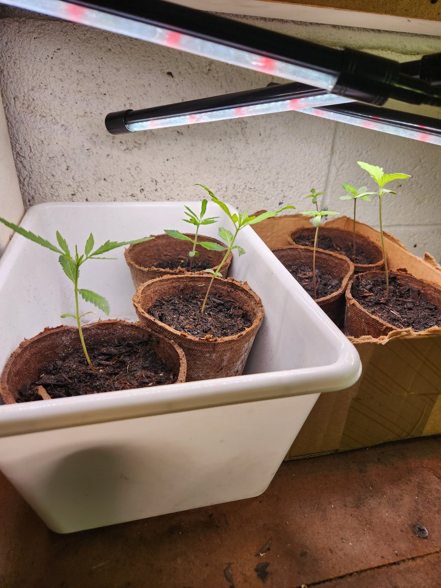 CBRNOIR's tweet image. I light the resin on my trimming scissors and smear it on my bowl. I remain true to the old and thrifty methods of the past. It's easy to grow. It is a WEED. But work begins at harvest. I learned to trim by trimming. #GotWeed #RuthlessRiches