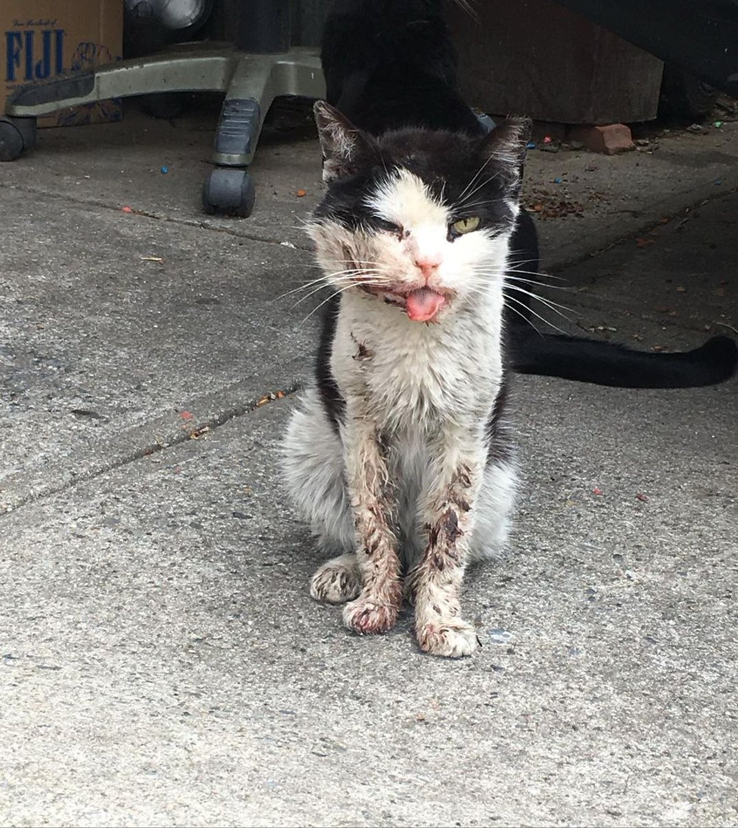 Another Emergency Rescue mission of the day! This poor cat! Stay tuned! 💔😭

Please donate whoever has the Opportunity don't hesitate to help😣🙏

The donation link is in bio 😔😔🙏🙏

#catlover #catlady #kittycuddles #kittylove #helpme #helpanimals #donations #donatetoday
