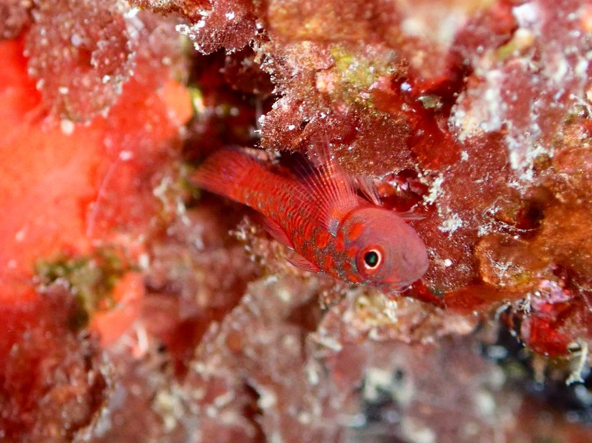 It is once again time for some #trimma magic - courtesy of #timorleste. And how cool to spot T. hollemani - named after a fellow #southafrican and #saiab #fishguy - Wouter Holleman! I will never get enough of the shimmer! #tinyfish #goby #teamfish #cryptobenthic