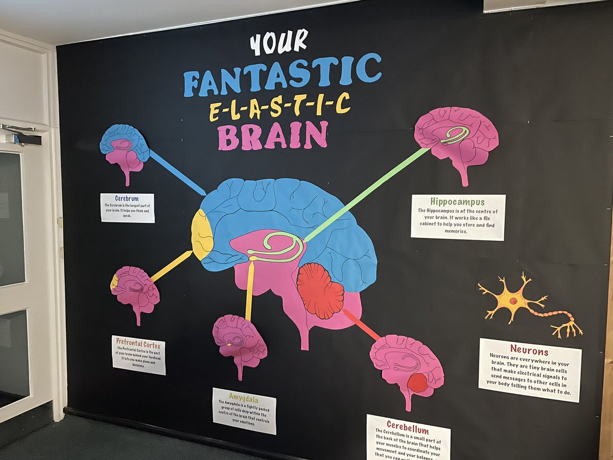 What a display! Spotted this at a local Primary yesterday 🧠 🌱 🪴