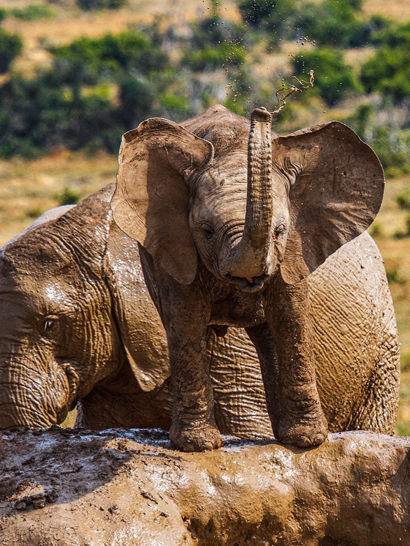 CitysFElephants's tweet photo. โฅ๏ธEvery day is my
๐ #WorldElephantDay
๐ #2023YearOfTheElephant
๐ #ElephantTwitter #ElephantX
๐ #LetAfricaLive ๐
๐ธ photographer unknown https://t.co/3zcbHO2Sap