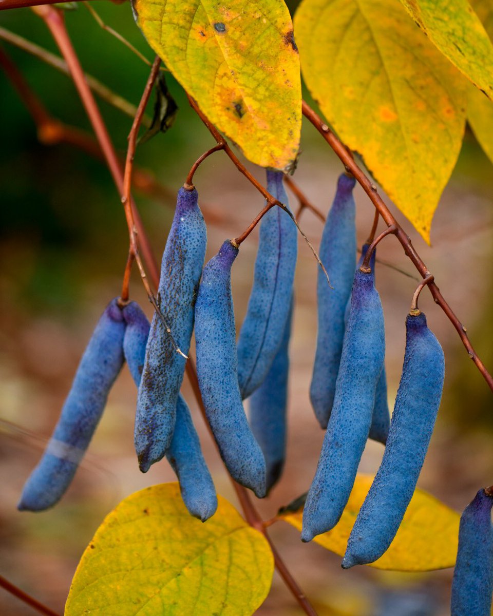 The incredible blue fruits of Decaisnea insignis also know as dead man’s fingers! A deciduous shrub @TheBotanics that occurs in cloud and montane forests of northern India, Myanmar and Bhutan at elevations between 2000m and 3000m. Will survive temperatures below freezing.