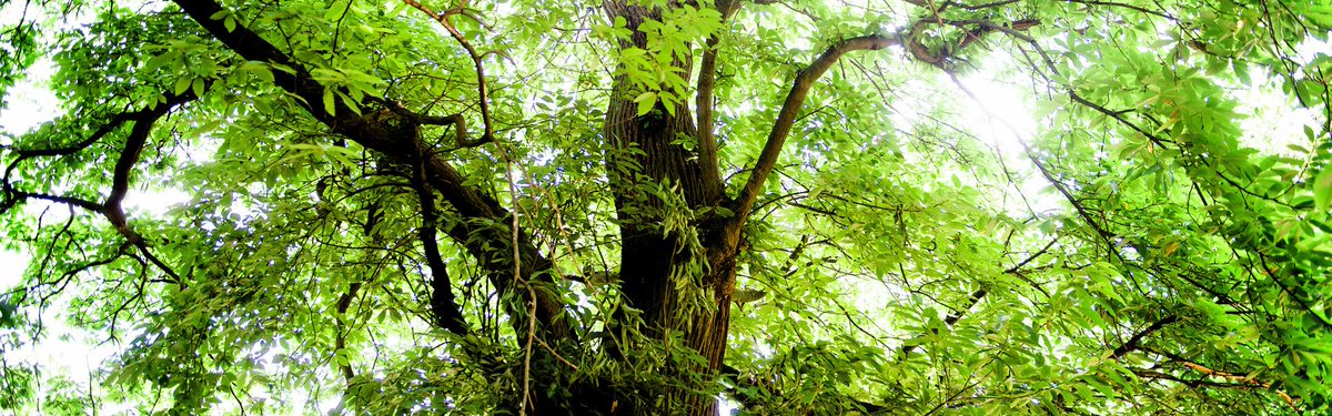 LDNMayor Environment tweet media