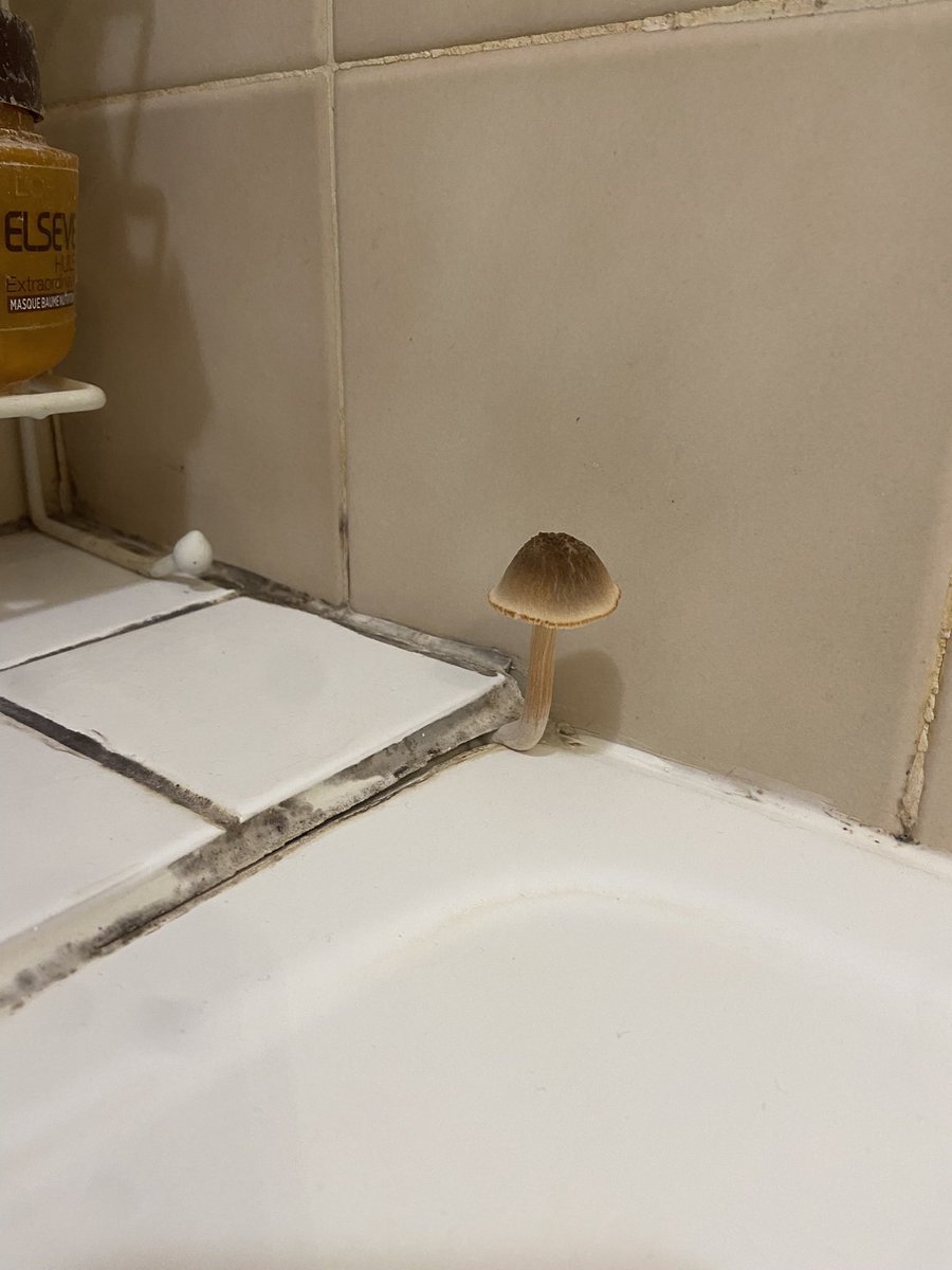ItsNonma_'s tweet photo. @lenx_69 Comme ma salle de bain c’est un sous bois aussi https://t.co/IbotTYaN6X