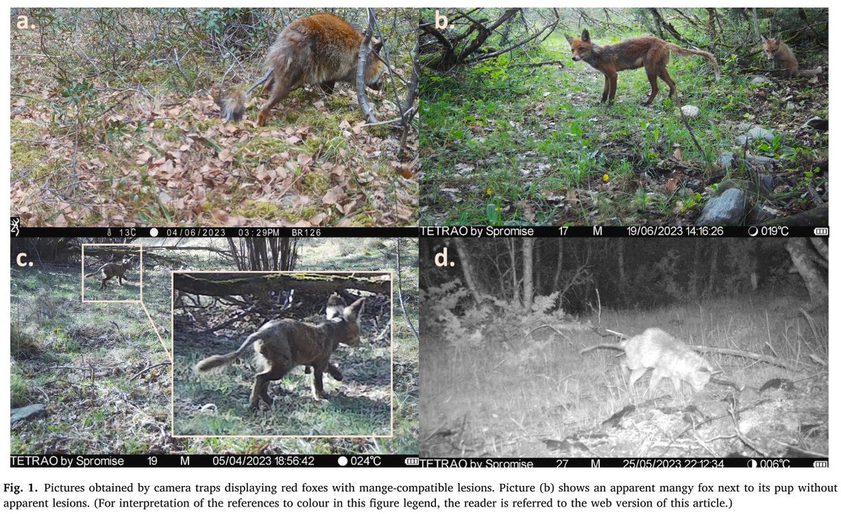 cameratraps tweet media