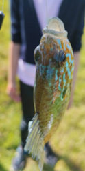 ObrazovanjeOrg's tweet photo. 🐟Želje đaka naše učiteljice Marice su se ispunile, a to je odlazak na pecanje sa njom. Učenici starijih razreda su pokazali mlađim kako se peca.... Došli su spremni sa štapovima, hranom i crvićima, kaže Marica Meljanac iz #NARNSobrazovanje Kluba roditelja i nastavnika Sečanj🌾🦆 https://t.co/iiTjv1bnPp