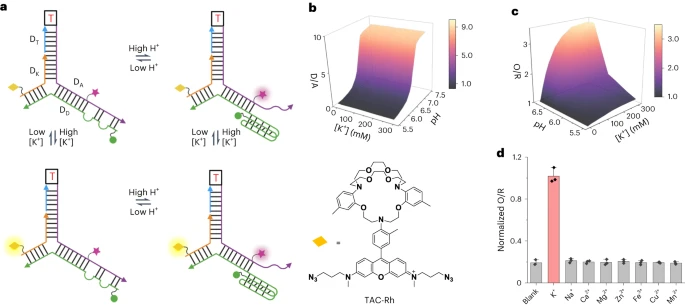 Phenomics_J's tweet photo. Detecting organelle-specific activity of #potassium channels with a DNA #nanodevice
https://t.co/BlFqsDQTF3
@NatureBiotech #phenomics https://t.co/PqK1EOVWVb