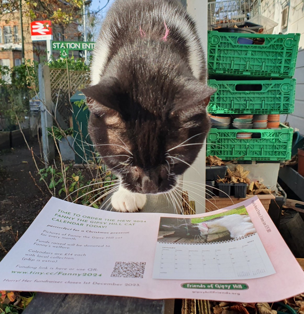 LAST FEW DAYS 👀 to get your 🐾 paws on Fanny @TheGipsyHillCat calander 2024! See link for details ➡️ gipsyhillfriends.org/2023/10/22/fan…
