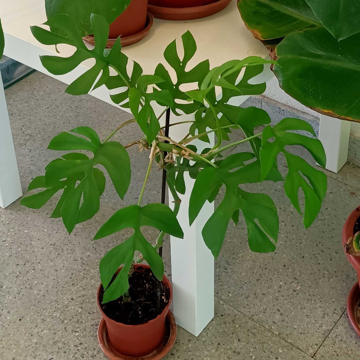 Uno de nuestros compañeros trajo la semana pasada esta preciosa 𝘙𝘩𝘢𝘱𝘩𝘪𝘥𝘰𝘱𝘩𝘰𝘳𝘢. Este género se distribuye en la naturaleza por zonas tropicales de África, sudeste asiático y Oceanía.  Pertecene a la familia Araceae como la más conocida costilla de adán. ¿Os gusta?