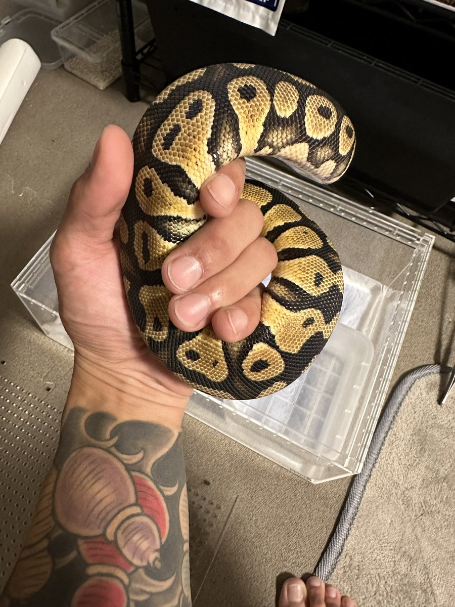 d_ballpython's tweet image. メンテ中の脱走犯🐍捕獲😤😤