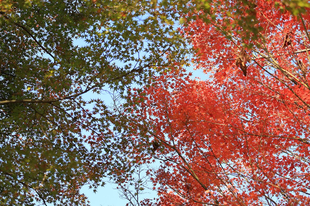 自分的に定番のpic

#紅葉 と #青紅葉
のコラボかキレイ

#大仙公園
#キリトリセカイ
#ファインダー越しの私の世界
#写真で伝える私の世界
#japanphoto