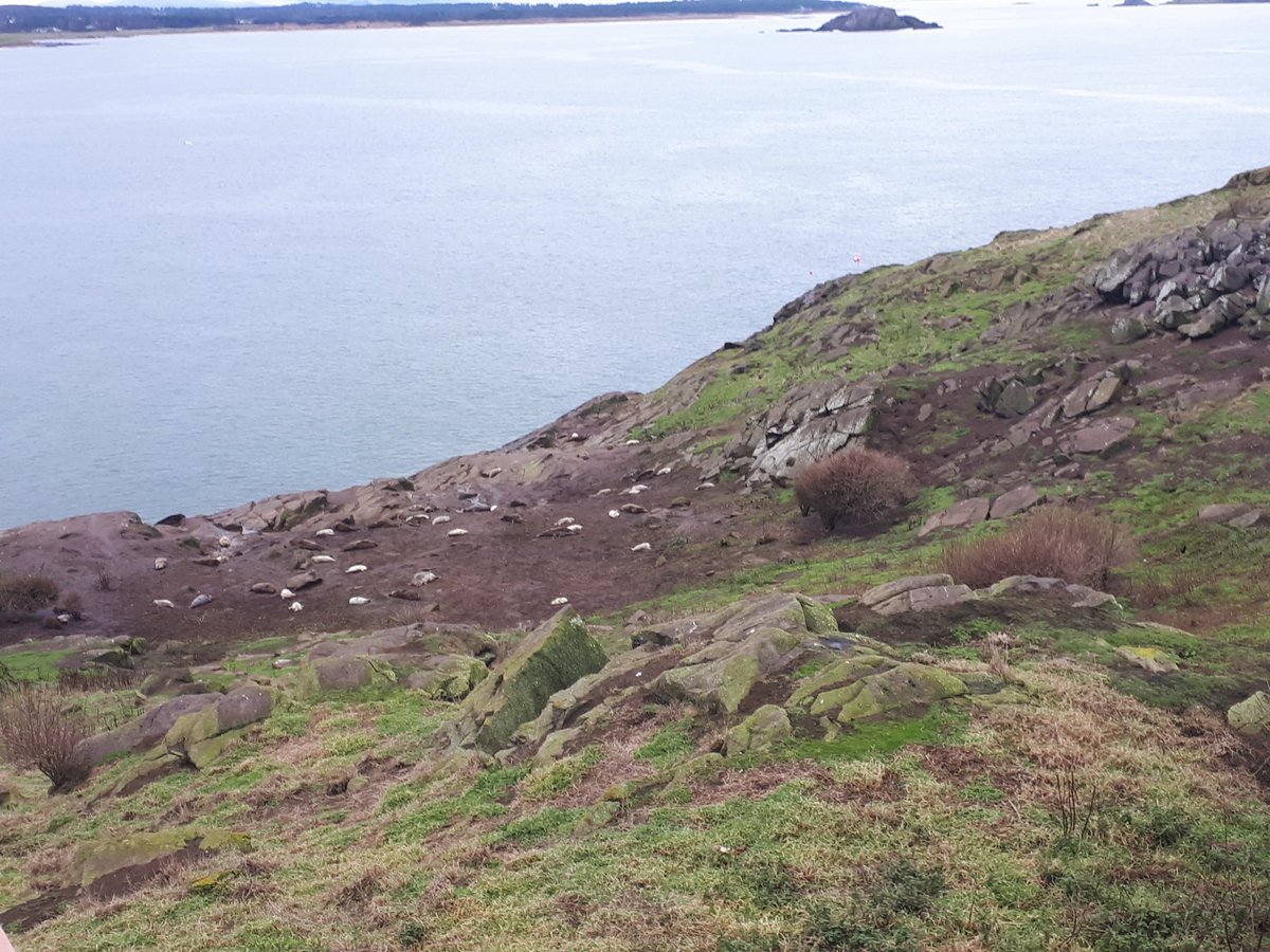 Joining <a href="/ForthSeabirds/">Forth Seabird Group</a>  in 2003 for my first seabird count colleagues vanished in the jungle of mallow. I understood why puffin no's we're dropping Many #FSG  are stalwarts of  SOSp. Nov 23The island has been transformed 🤩's Be very proud🏅More info on <a href="/SeabirdCentre/">Scottish Seabird Centre</a> website