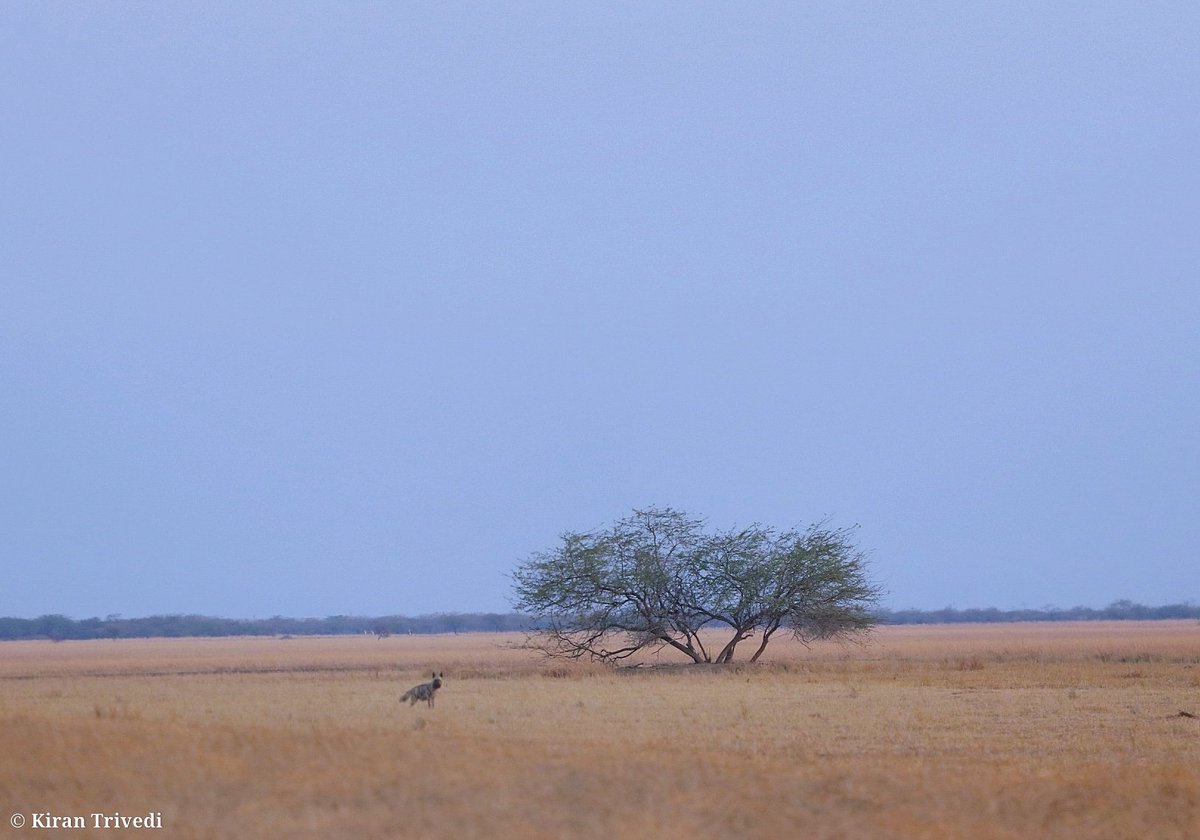 Striped Hyena.
.
.
.
#NatGeoYourLens #YourLens #sonybbcearth #natgeo #natgeowild #natgeowild #natgeoyourshot #natgeotravel #natgeotraveller #natgeoindia #natgeowildlife #natgeophotography #animalplanet #planetearth #earthcapture #wildlifephotography #wildlifeplanet #wildlifeasia