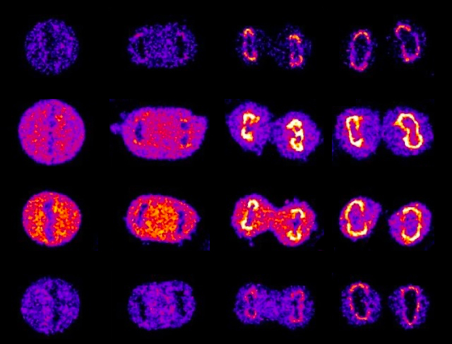 BPoD_s's tweet photo. Making an Entrance: #Cell nucleus–cytoplasm #nuclearpore complex of hundreds of proteins is assembled &amp; organised via 2 different mechanisms Image &amp; research by @ShotaroOtsuka et al @EllenbergLab @embl in @Nature. On https://t.co/tRbfbAdsfY with article links &amp; searchable archive https://t.co/7qVL6N87rE