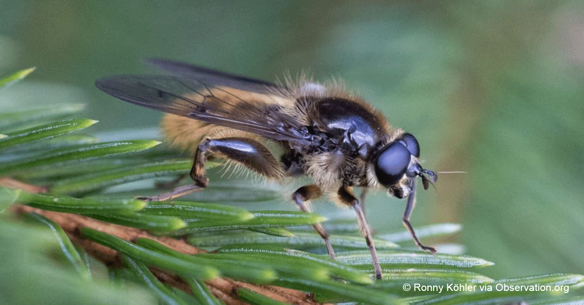 Some #hoverflies rely on old trees & decaying wood. They serve as #pollinators, nutrient recyclers, pest predators, & more! Explore the details of the 'Hoverflies specialised to veteran trees in Europe' action plan to learn more: bit.ly/ActionPlansThr… @EU_ENV