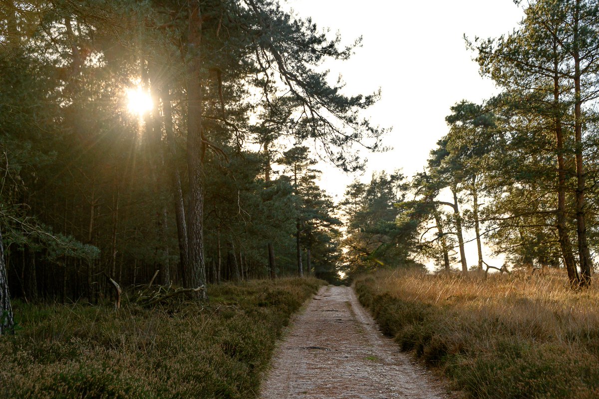 Wandelen door het Deelerwoud, in het bos nog herfst maar op de open vlakte al winter!

#wandelen #natuurmonumenten #deelerwoud
