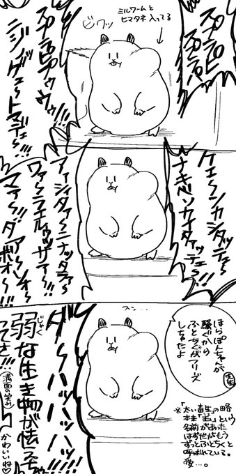 キンクマはね、本当にかわいいからね、みんなもね、愛でようね。 