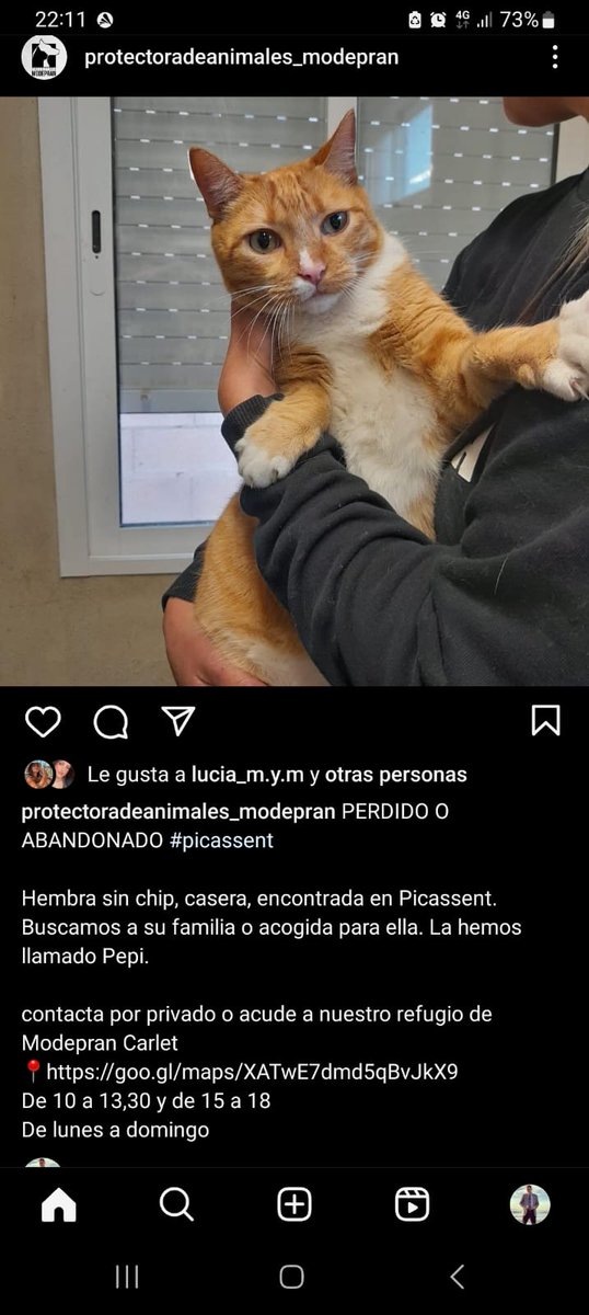 🙏 Esta gata perdida en Picassent, sociable, preciosa, necesita encontrar a su familia o una casa de acogida para ella, así lo pide Modepran en Carlet, le han puesto de nombre Pepi, no está chipada #AdoptaNoCompres