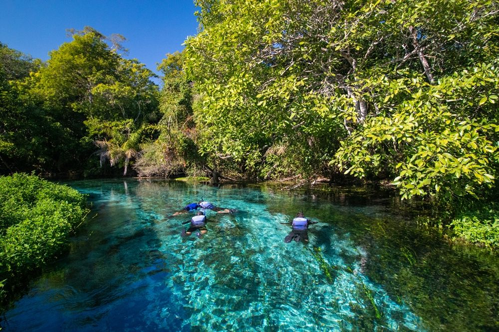 Barra do Sucuri is a pristine river in the Bonito region of Brazil. Come for some fantastic snorkeling from May to September!

buff.ly/3rIhBiL 

#sucuririver #riosucuri #barradosucuri #BonitoBrazil #CrystalClearWaters #SnorkelingAdventures #UnderwaterBeauty #EcoTourism