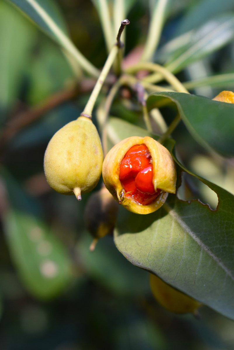 トベラの実。 弾けて赤い粘った種子が出てきました。 鳥さんがよく