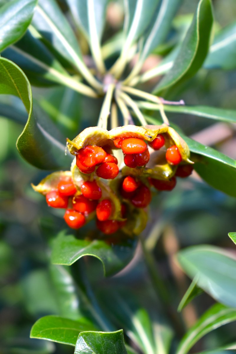 トベラの実。 弾けて赤い粘った種子が出てきました。 鳥さんがよく