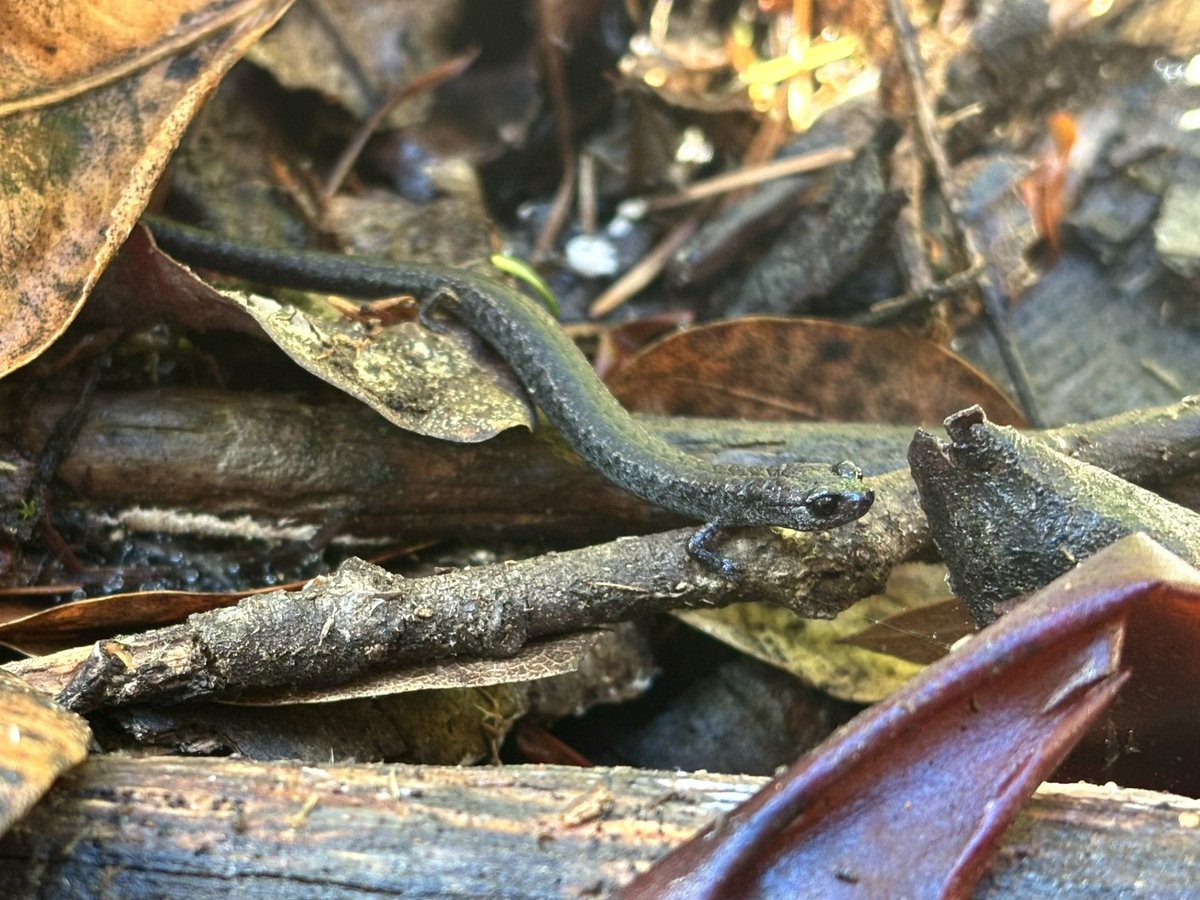 It’s almost winter in California, which means it’s SALAMANDER SEASON 🎉🎉🎉🎉