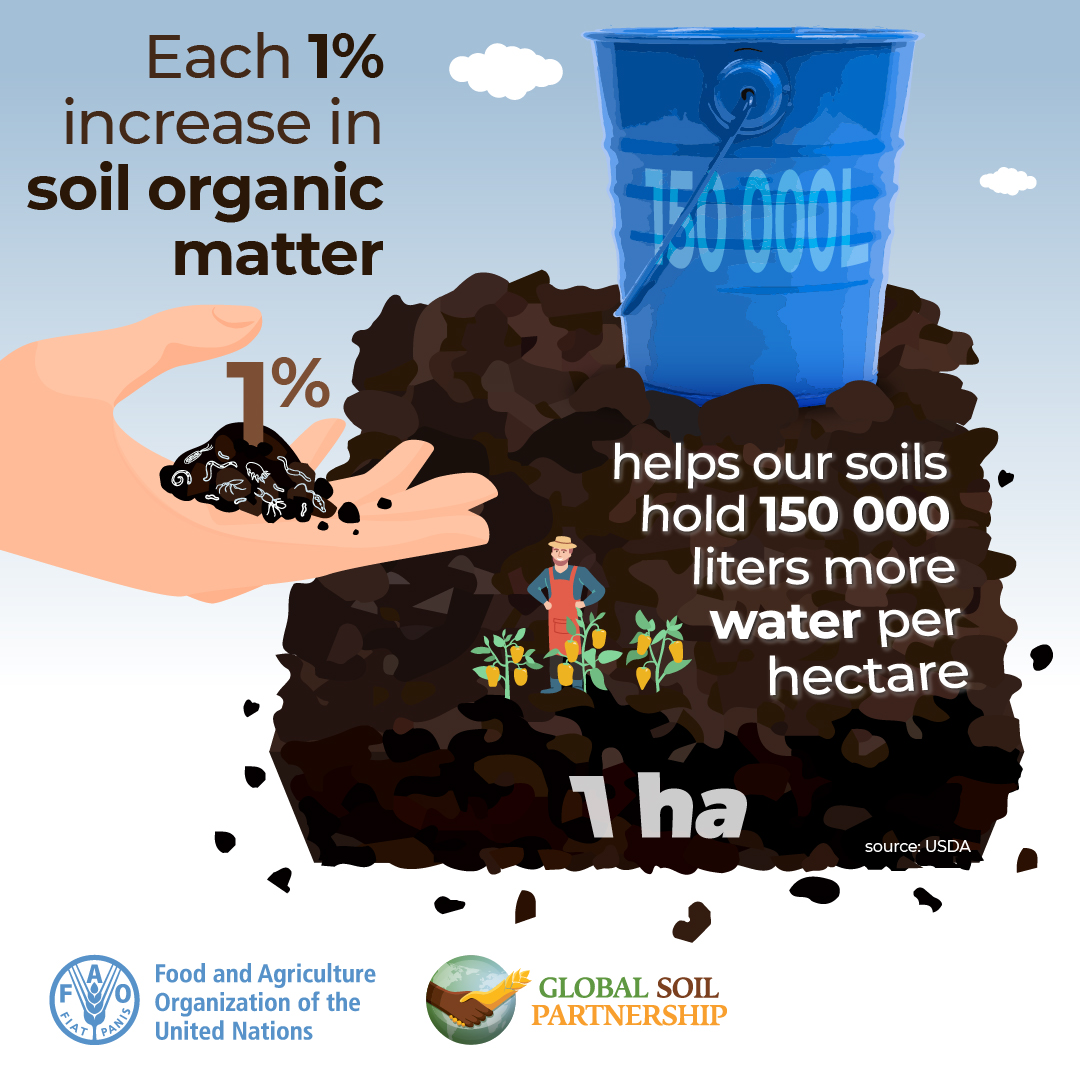 Every 1% increase in soil organic matter helps our soils hold 150,000 litres more water per hectare!

This #worldsoilday help us to celebrate the vital role of soil in sustaining life.

December 5 is World Soil Day.

Learn more: soilscienceaustralia.org.au/about/save-our…