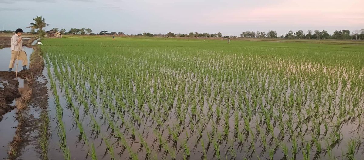 brentmp_'s tweet photo. Farm land for sale!

📍San Filipe, Llanera, Nueva Ecija
11.9 Hectares 
1,750,000 per hectare (Negotiable) 
✔️ Irrigation 
✔️ Access to highway 
CLEAN TITLE
PM for inquires

#nuevaecija #llanera #farmlandph #palayan
#palay https://t.co/bF6nKxoyzg