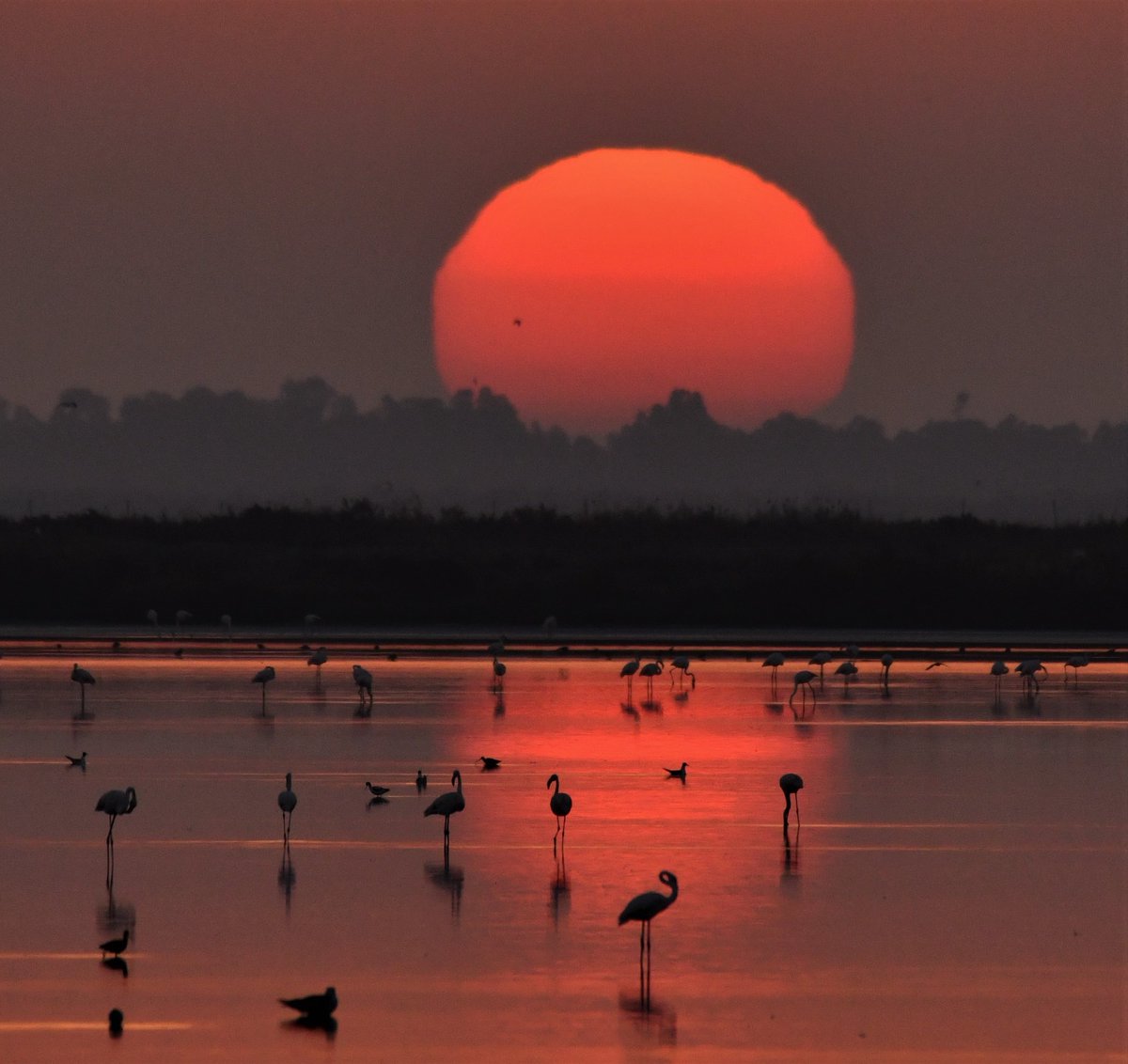 Nuestra pequeña África #doñana 
carlosphotonature.com 
Amaneceres de ensueño en la marisma de Doñana