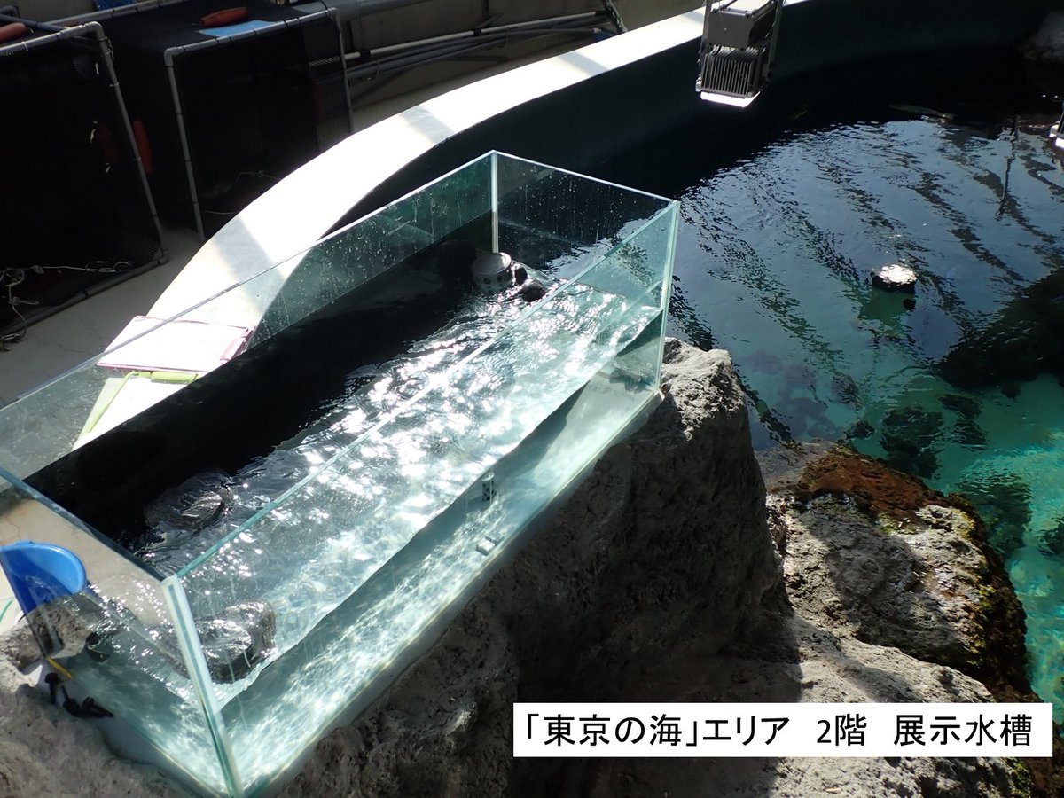 本日より、#アオウミガメ の展示を再開しました！ 搬入当時は手のひら