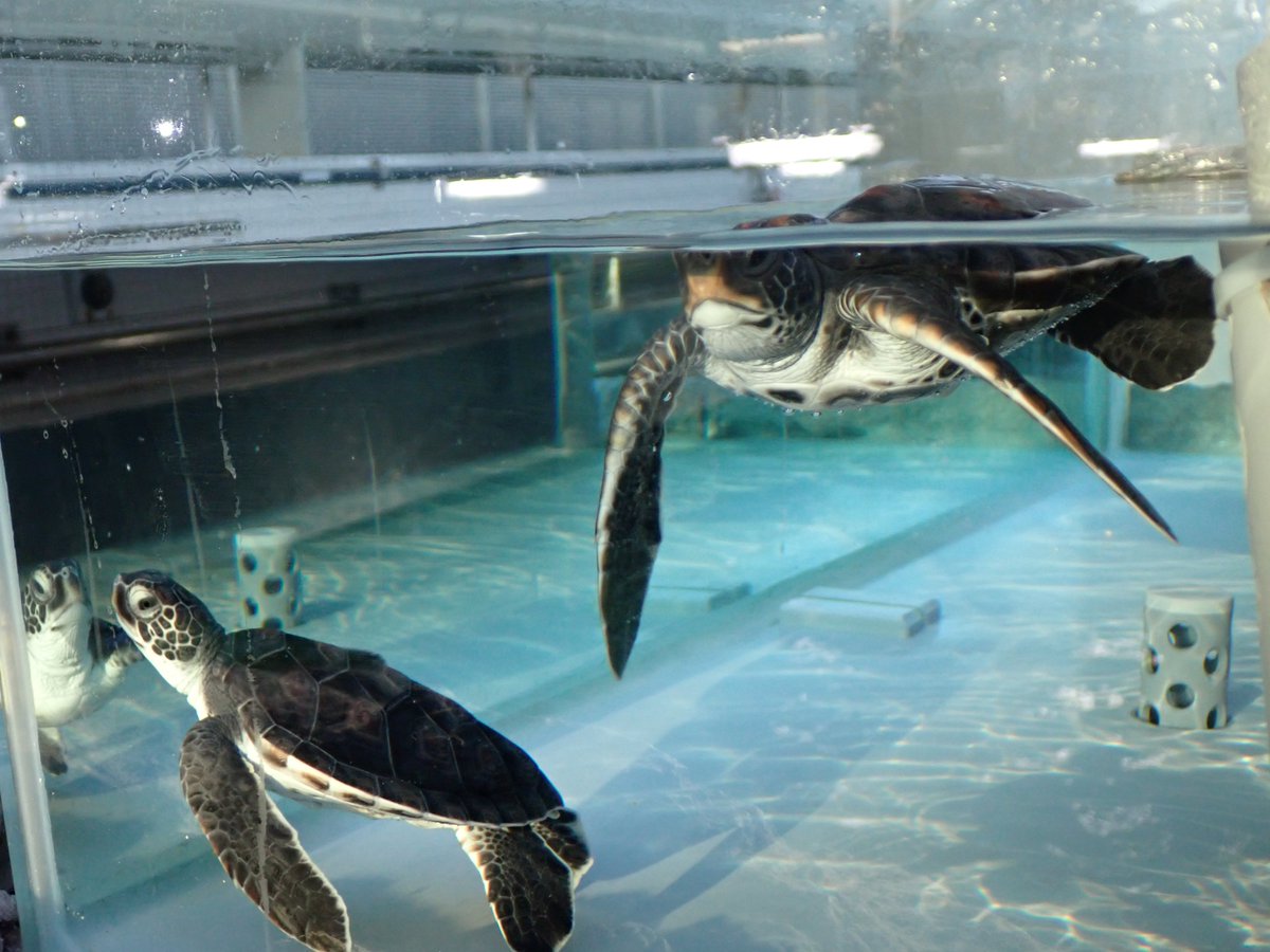 本日より、#アオウミガメ の展示を再開しました！ 搬入当時は手のひら