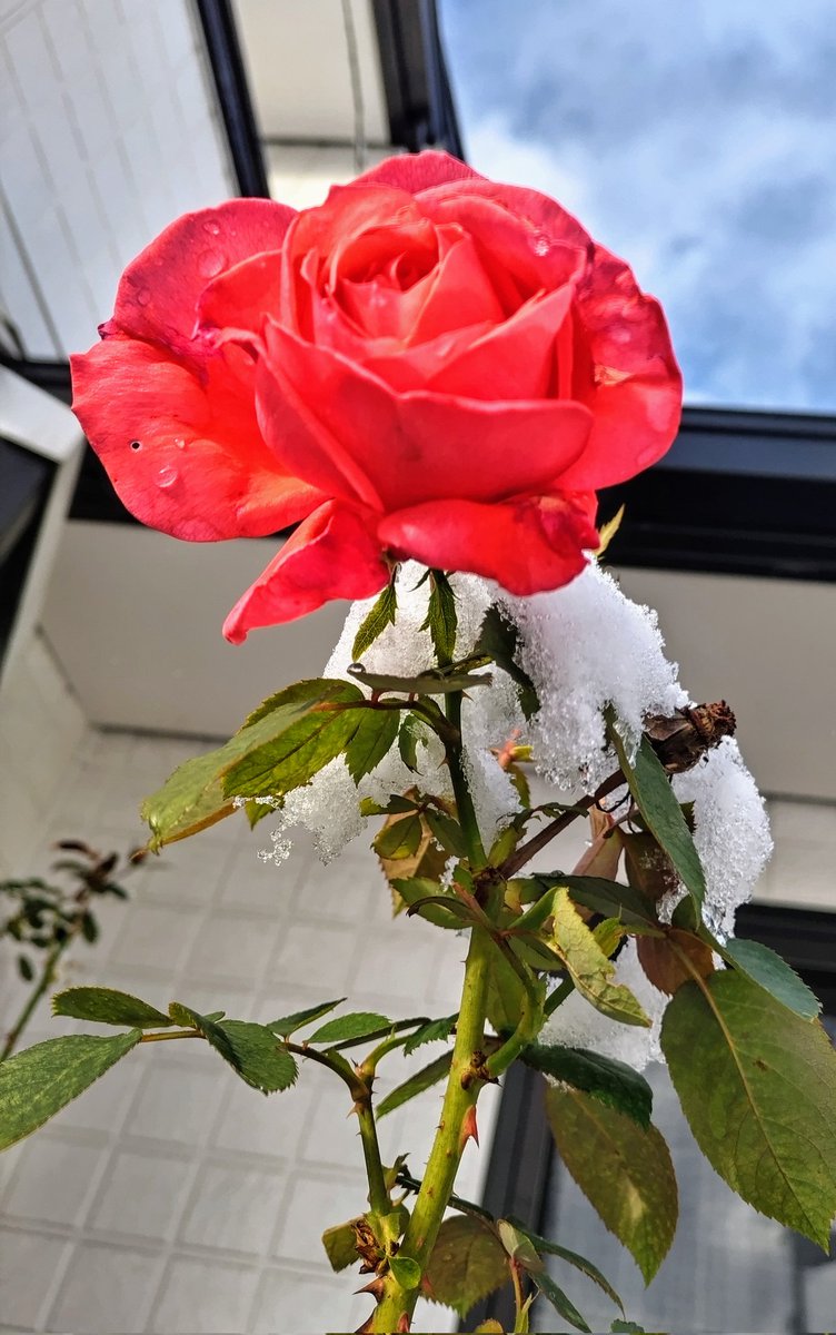 #八戸 ノ実家ノ薔薇ハ雪ニモマケズ咲ヒテオリマス。