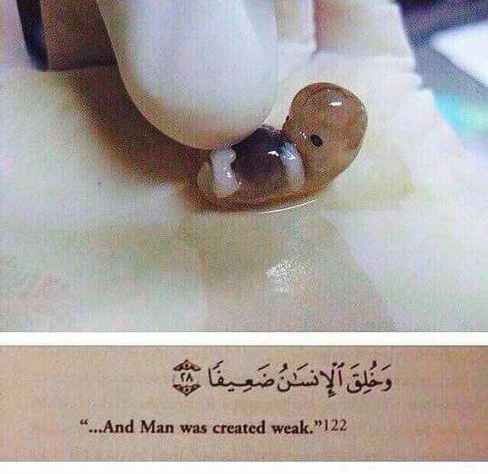 AkhY_Herpheez's tweet photo. Brother, that was you. Sister, that was you. 
Stop for a second and digest that - then we grew, forgot, developed delusions of grandeur, crossed His red lines, or even felt we had the right to move them. O Allah, forgive our audacity, defiance, and challenge of Your authority. https://t.co/u0guBBHg8W