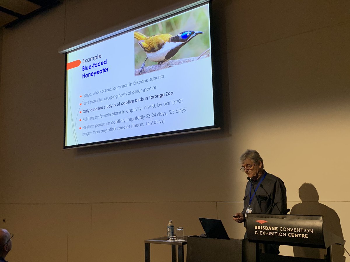Christina N. Zdenek, PhD (@cnzdenek) on Twitter photo How little we know about even the commonest Australian birds. By Richard Noske <a href="/AOC2023BRISBANE/">AOC2023</a> #AOC2023 How little we know about even the commonest Australian birds. By Richard Noske <a href="/AOC2023BRISBANE/">AOC2023</a> #AOC2023