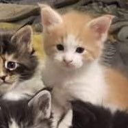 kittymeowho's tweet photo. https://t.co/jFqsjX95Jr