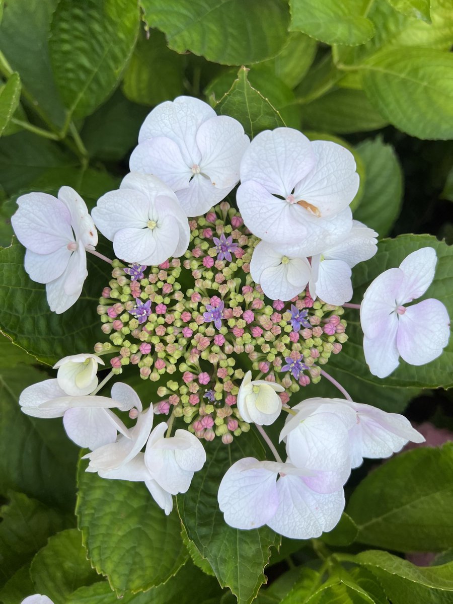 This hydrangea reminded me of those little hundreds and thousands sprinkled on cakes. #flowers #nature #gardenflowers