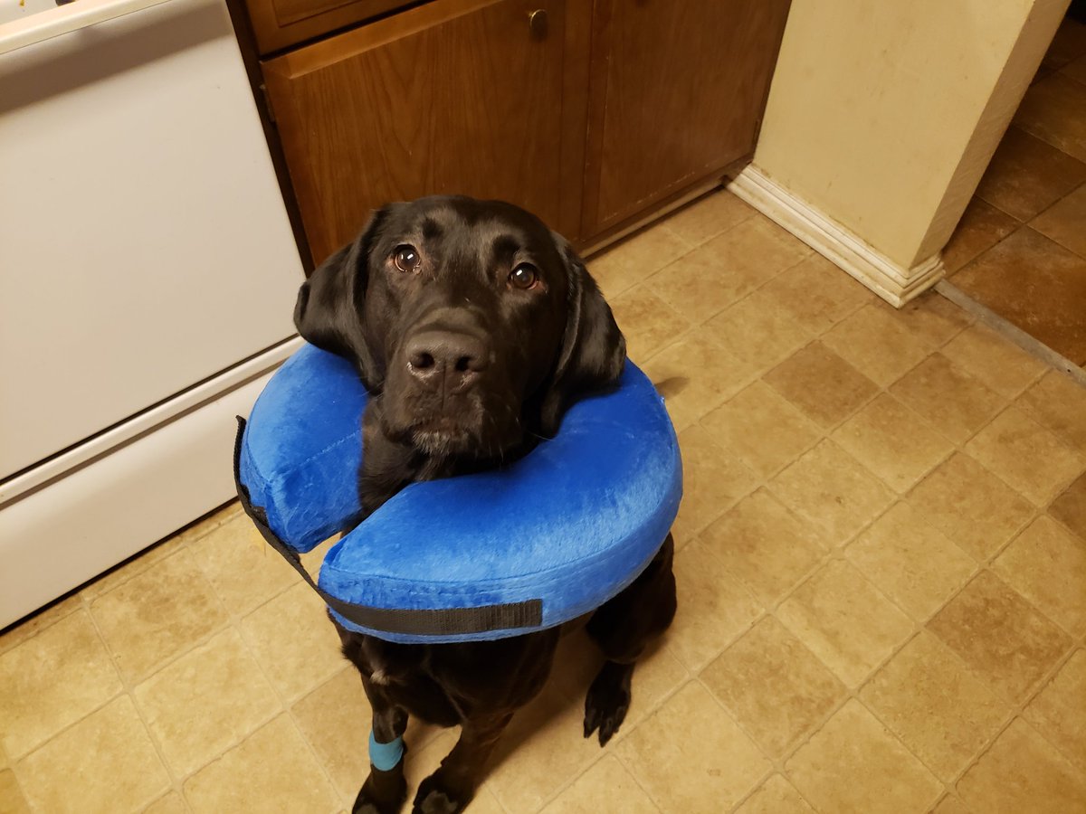 My doggo, Shadow, had to have some surgery yesterday. He's doing good, but he was really struggling with the cone the vet sent him home in. Got him this inflatable donut equivalent today, and he's so much more comfortable! 10/10 would recommend if your pet ever needs one.